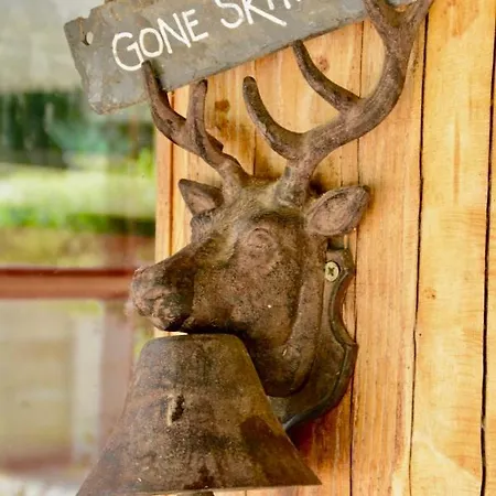 Colombe Des Bois