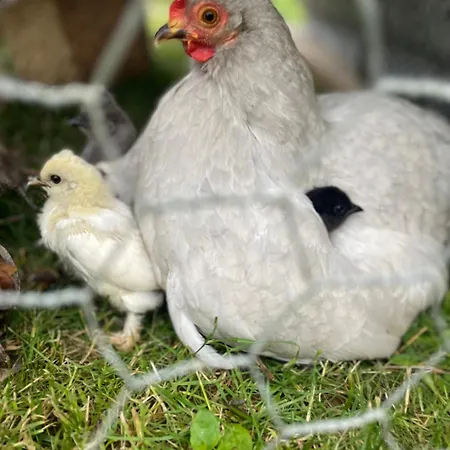 펜션 Colombe Des Bois Estadens