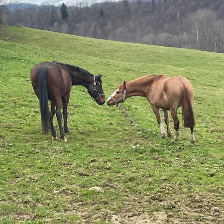 Colombe Des Bois 펜션