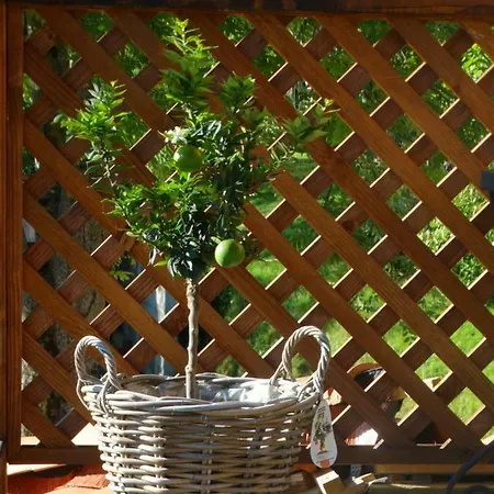 Colombe Des Bois Estadens