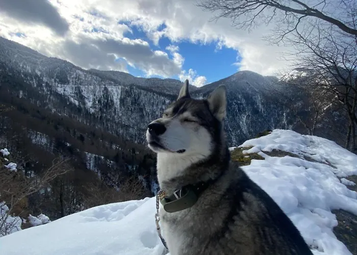 Colombe Des Bois Feriehus