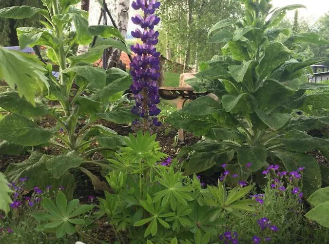 Colombe Des Bois Feriehus