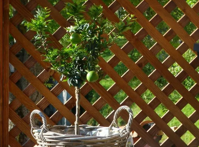 Colombe Des Bois Estadens