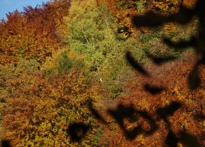 Colombe Des Bois Feriehus Estadens